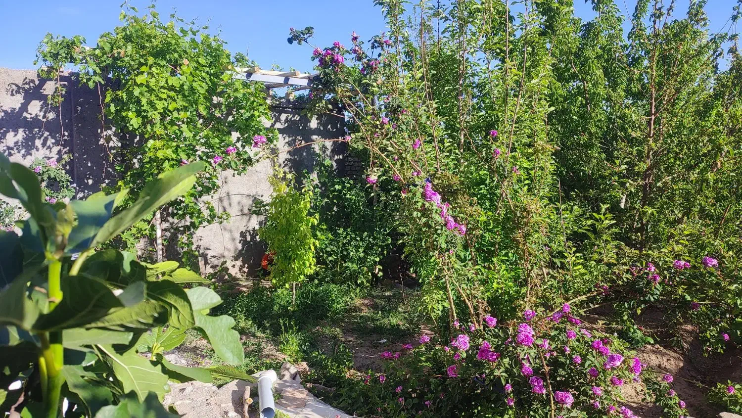 خانه باغ ویلایی