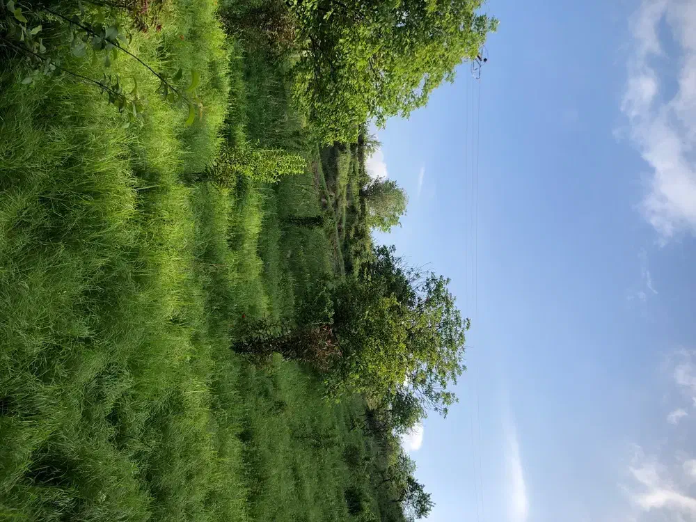باغ‌سرسبز‌