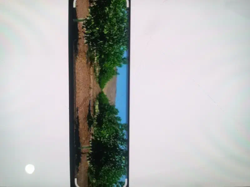 باغ گردو