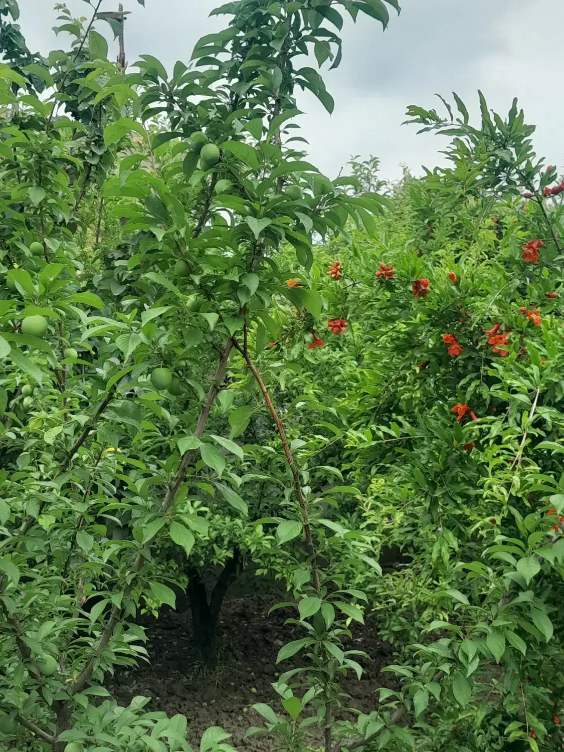 خانه باغ ۴ کیلومتری گنبد