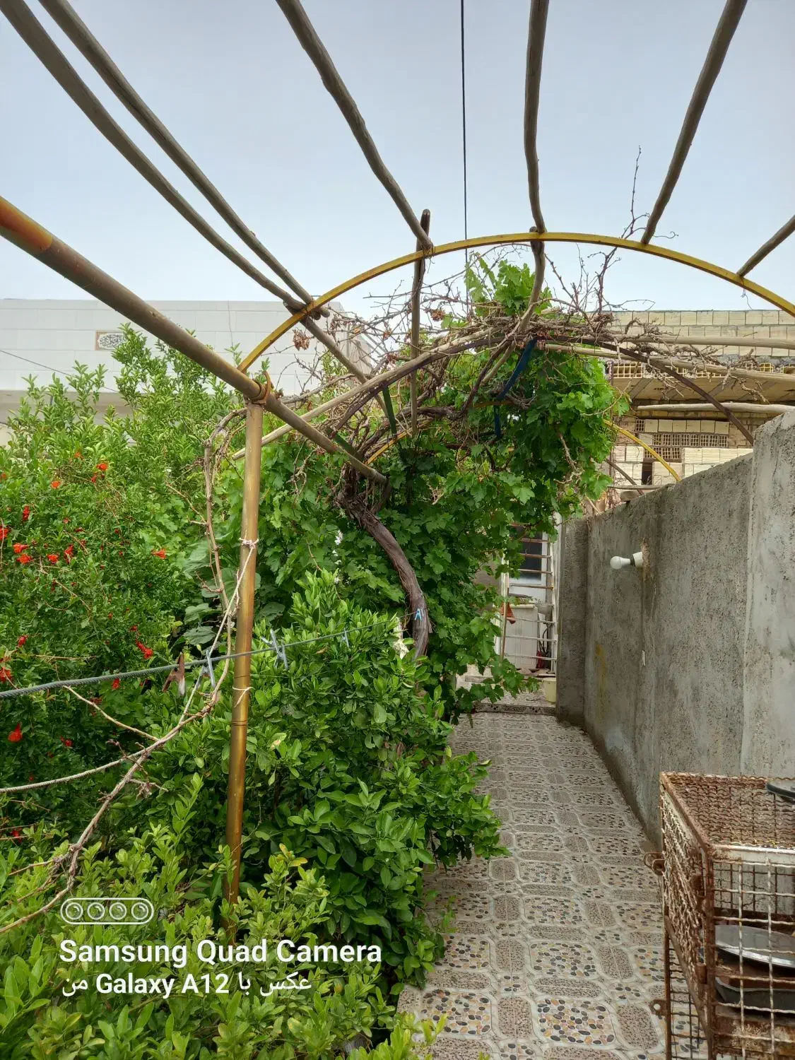 اجاره ویلا نخل کویر باقراباد