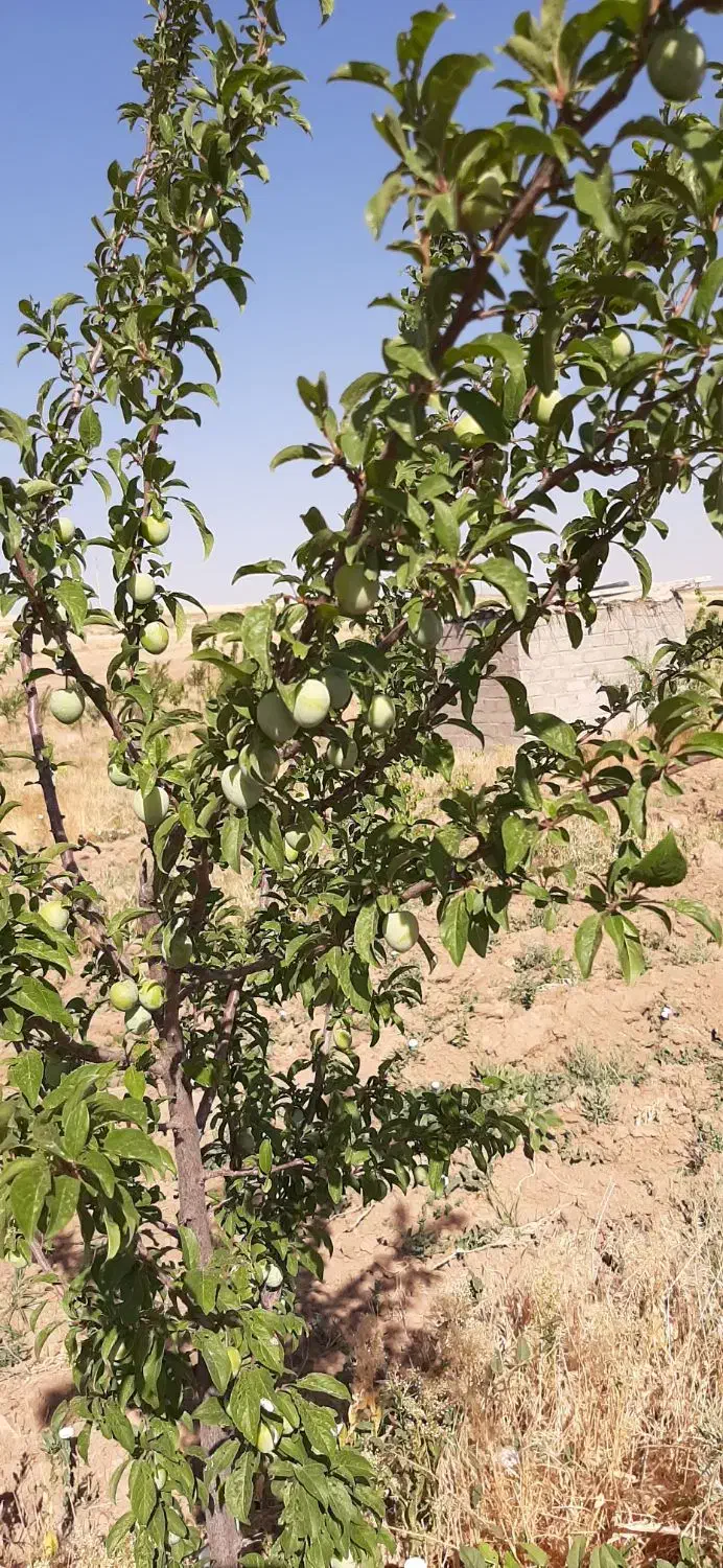 زمین خانه باغ