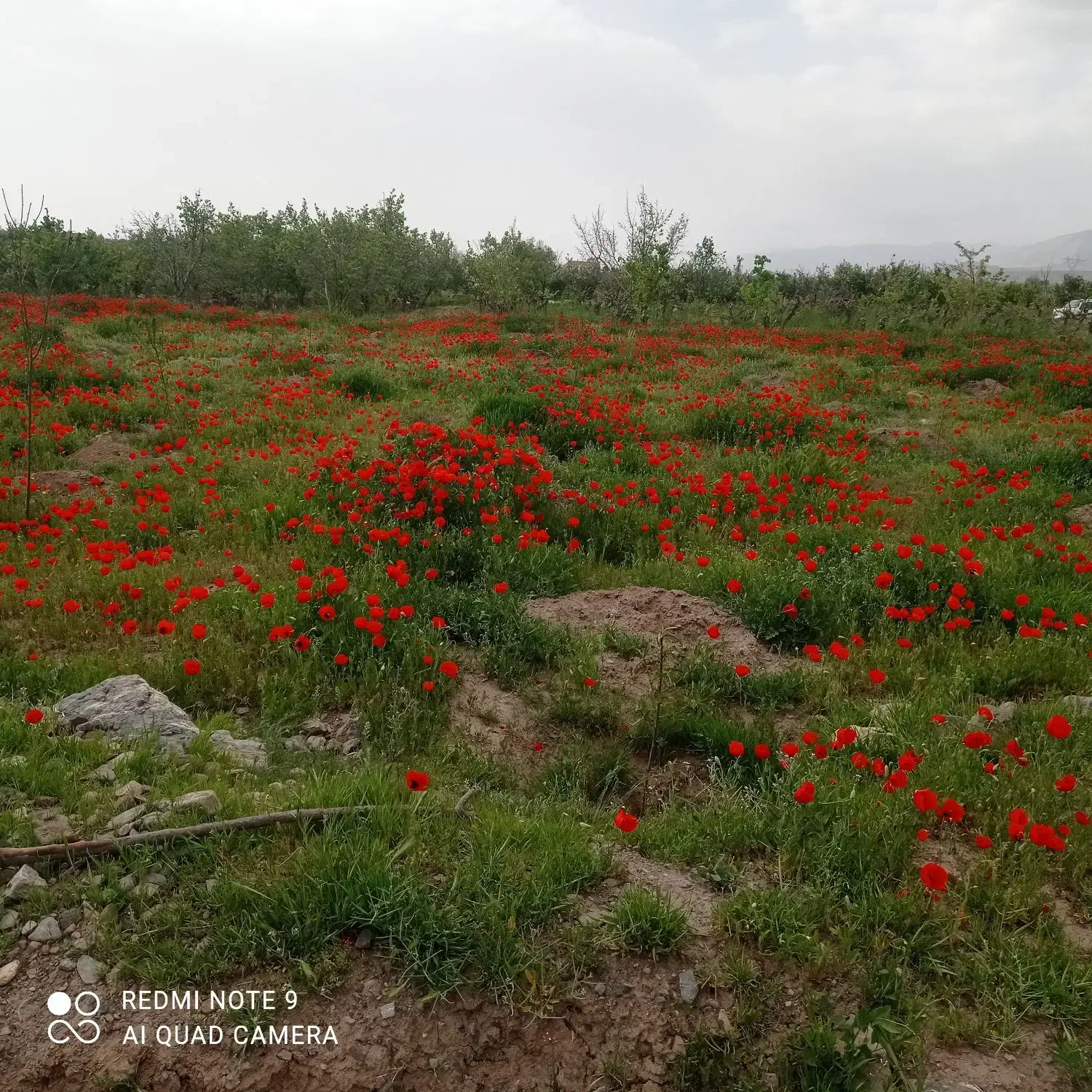 ۳۴۰۰ متر زمین با استخر لایه فنس شده جهت باغ
