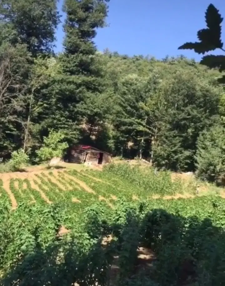 زمین باغی روستای افراتخته