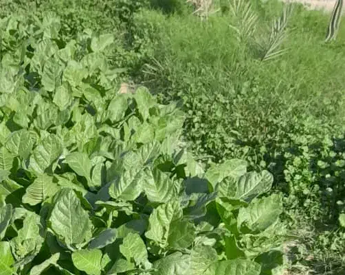 فروش زمین واقع در شمال شهر بردخون