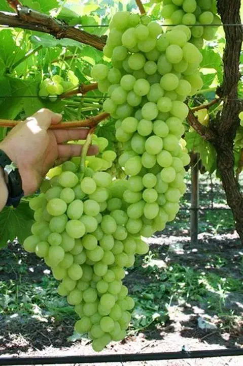 باغ انگور جاده کلانتری