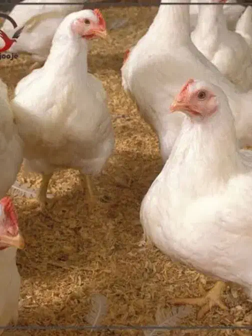 مرغداری ۲۰ هزاریی