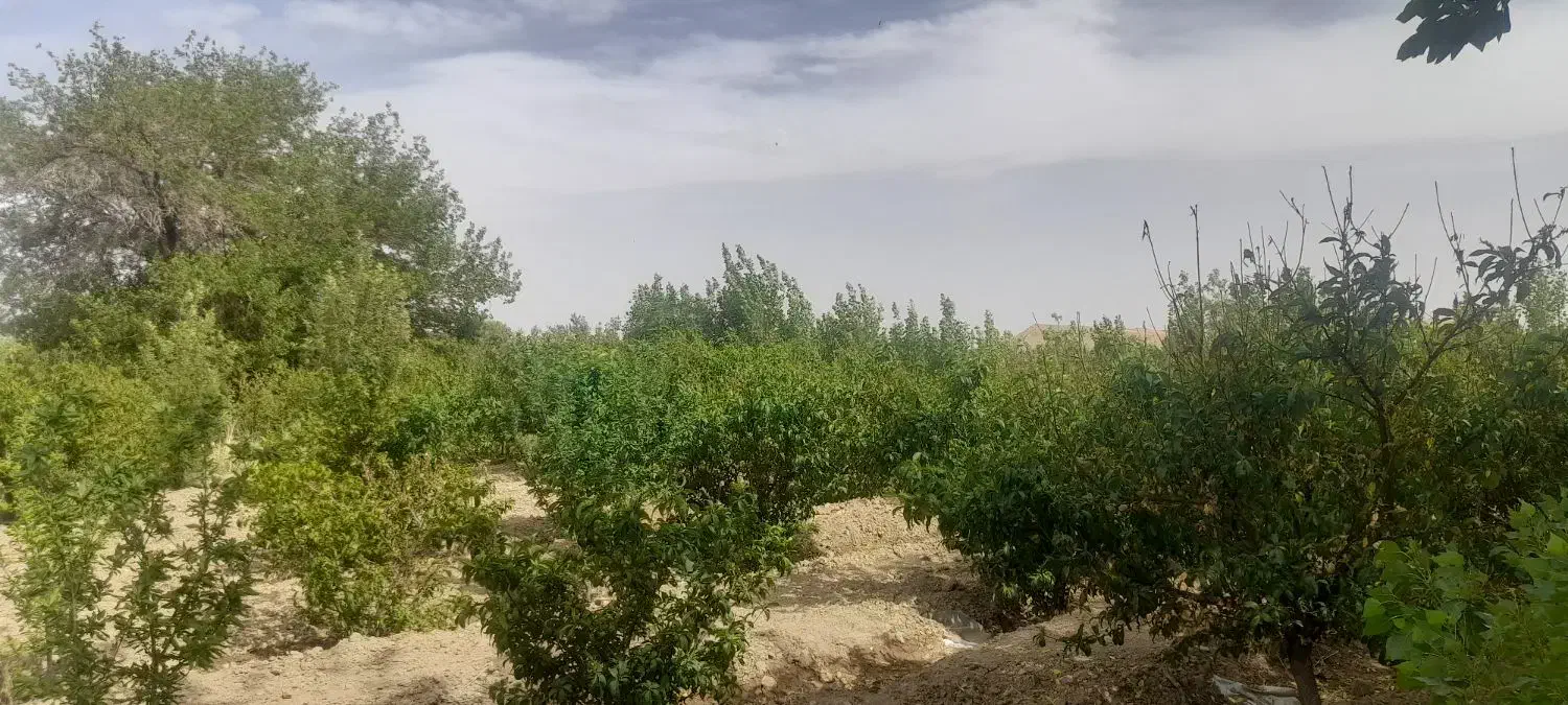 باغچه بادرخت میوه 5ساله 800 متر