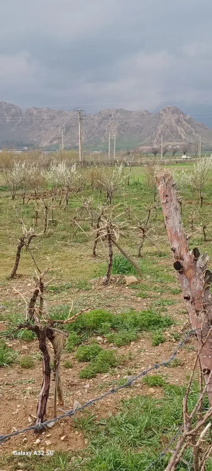 باغ روستای قزانچی