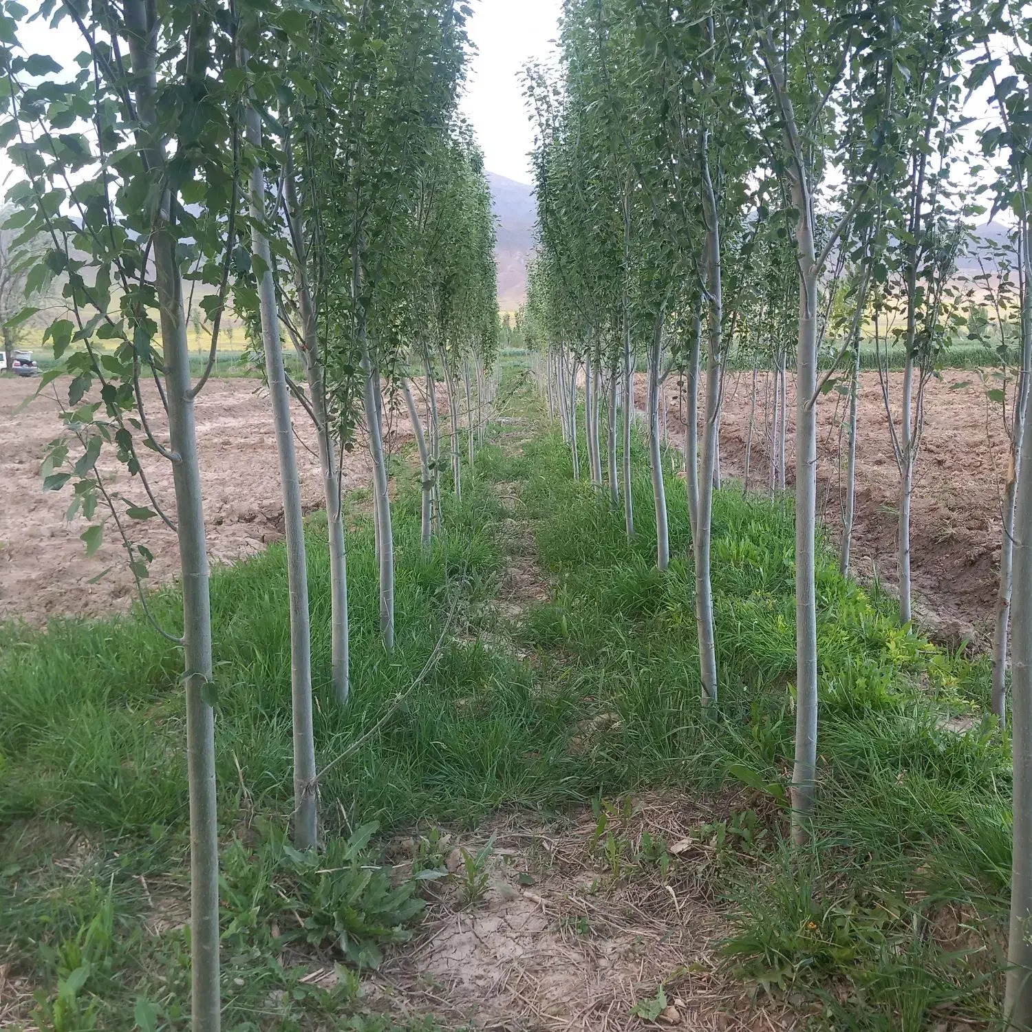 فروش ملک زراعی مناسب  برای باغ