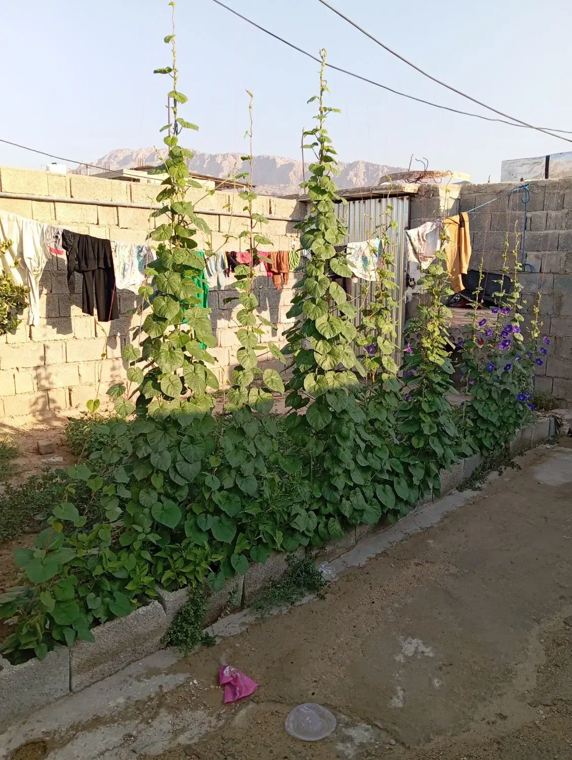 خانه اجاره ای بابامیدان