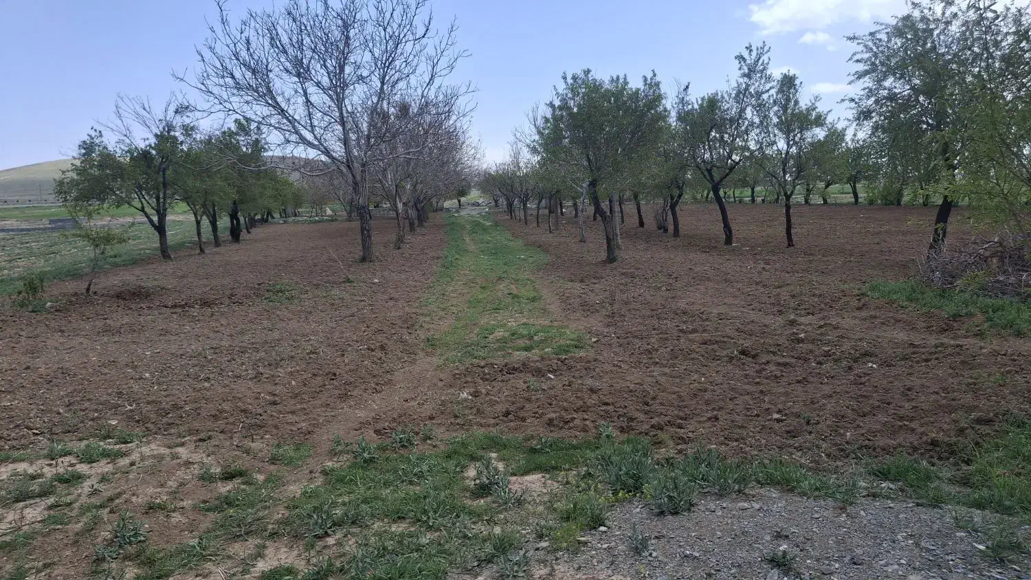اجاره  باغ میوه (بادام .گردو