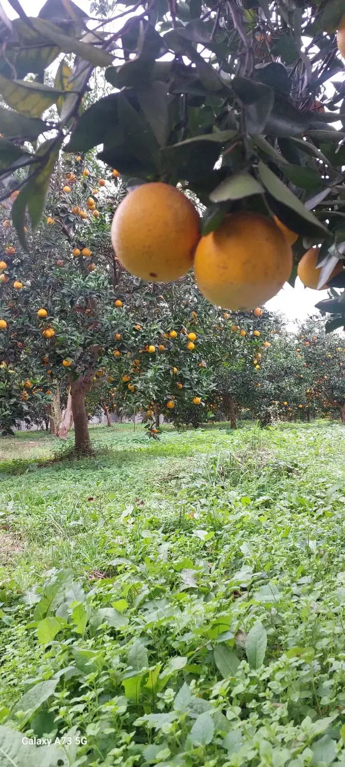 فروش باغ مرکبات داخل بافت .نشتارود