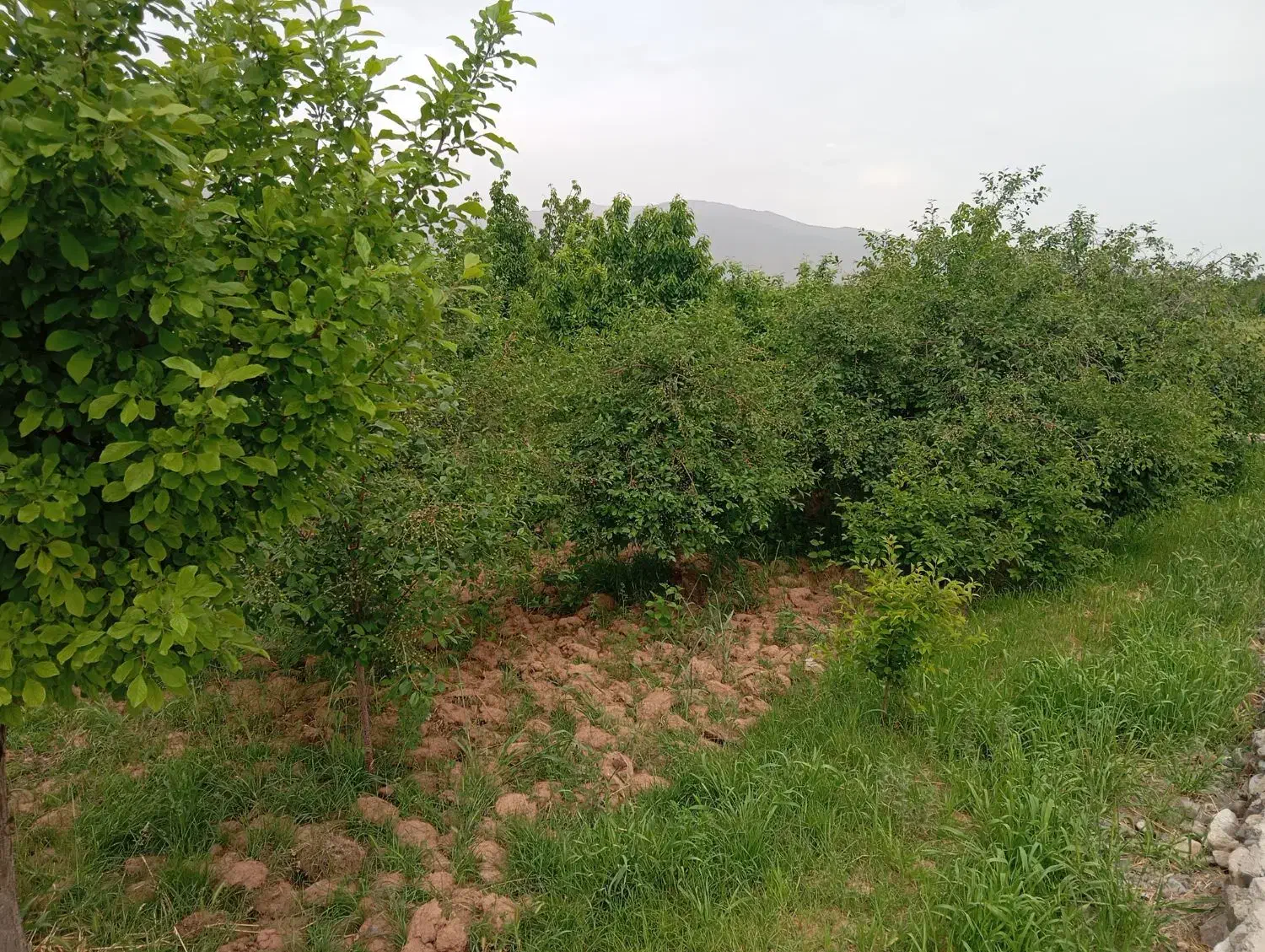 باغ در جاده باغرود