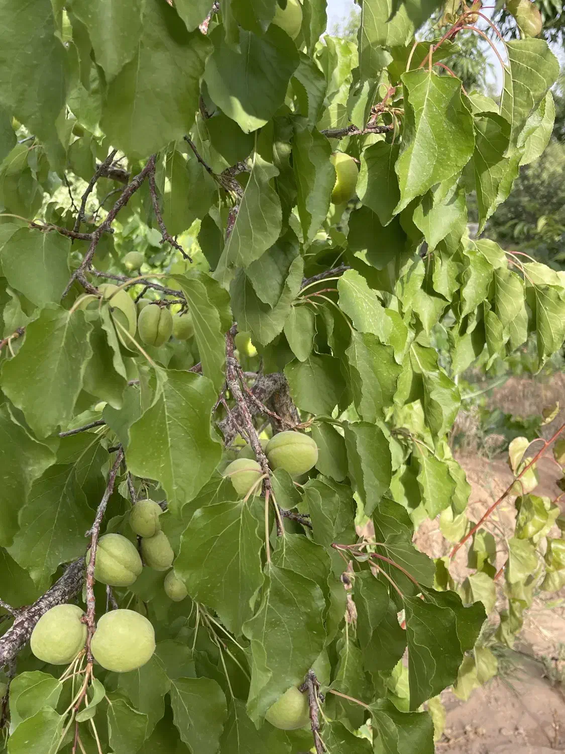 زمین باغ کنج کوه