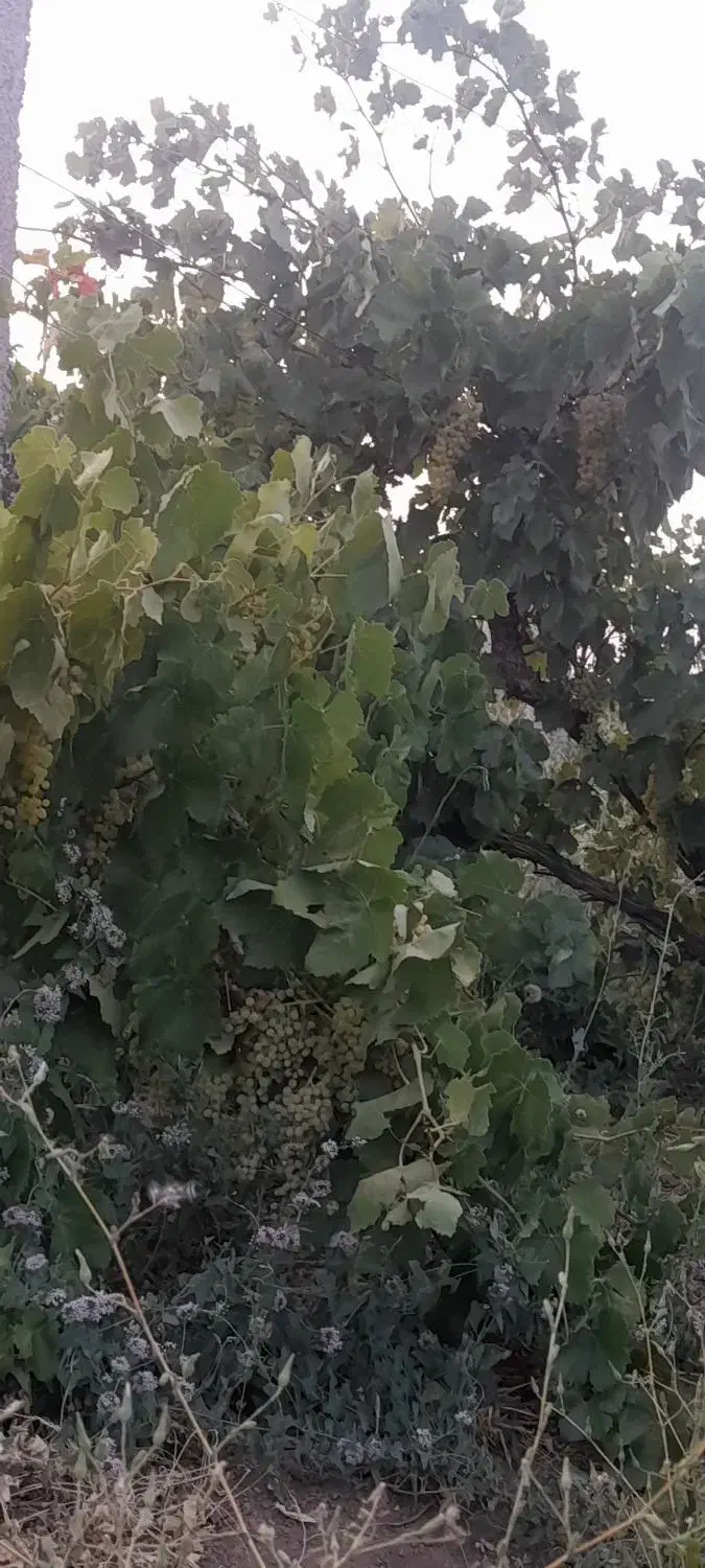 باغ انگور  ۷۲۰متری