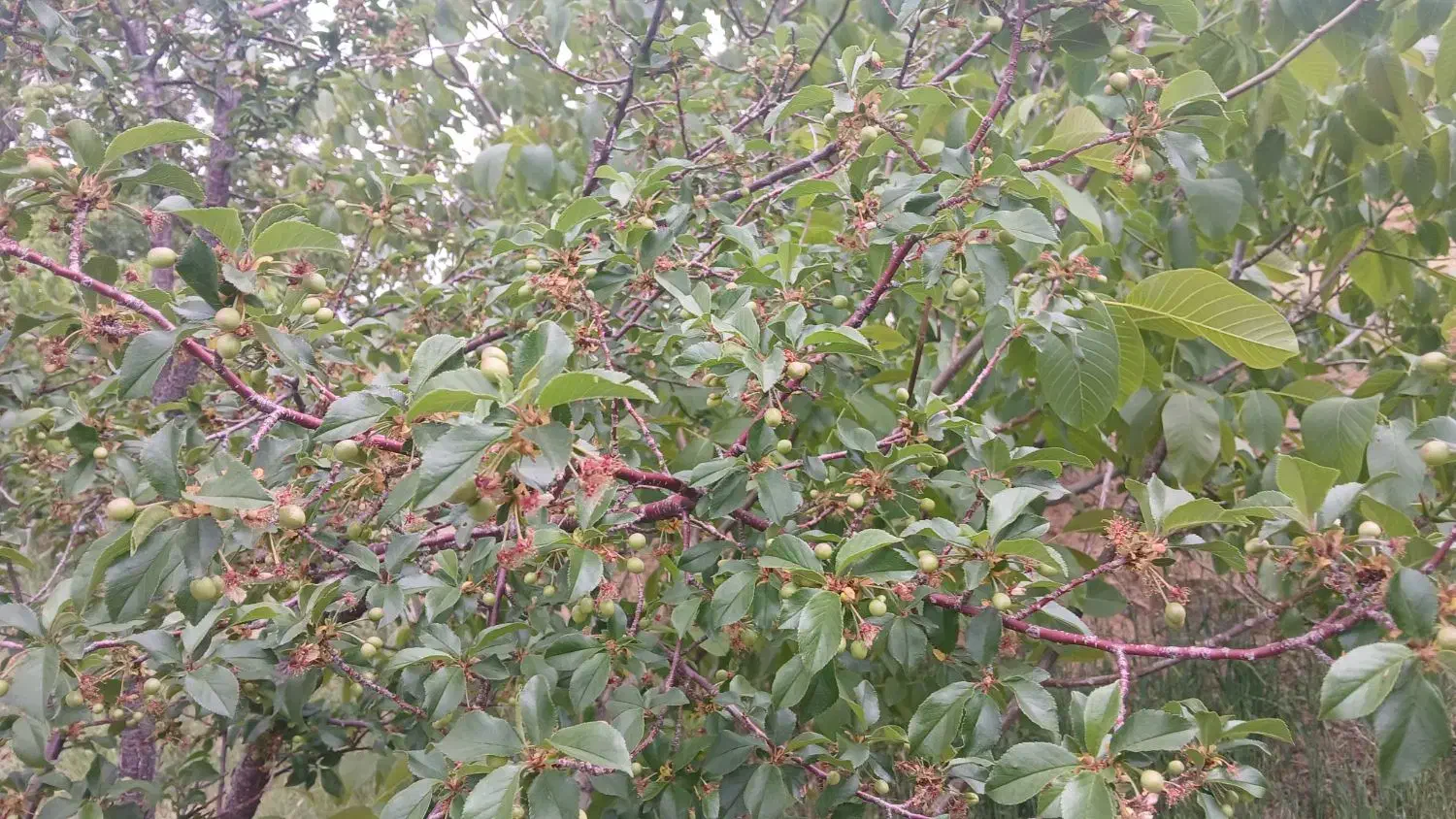 زمین سنتی سند وار حدود ۲۰۰۰ متر