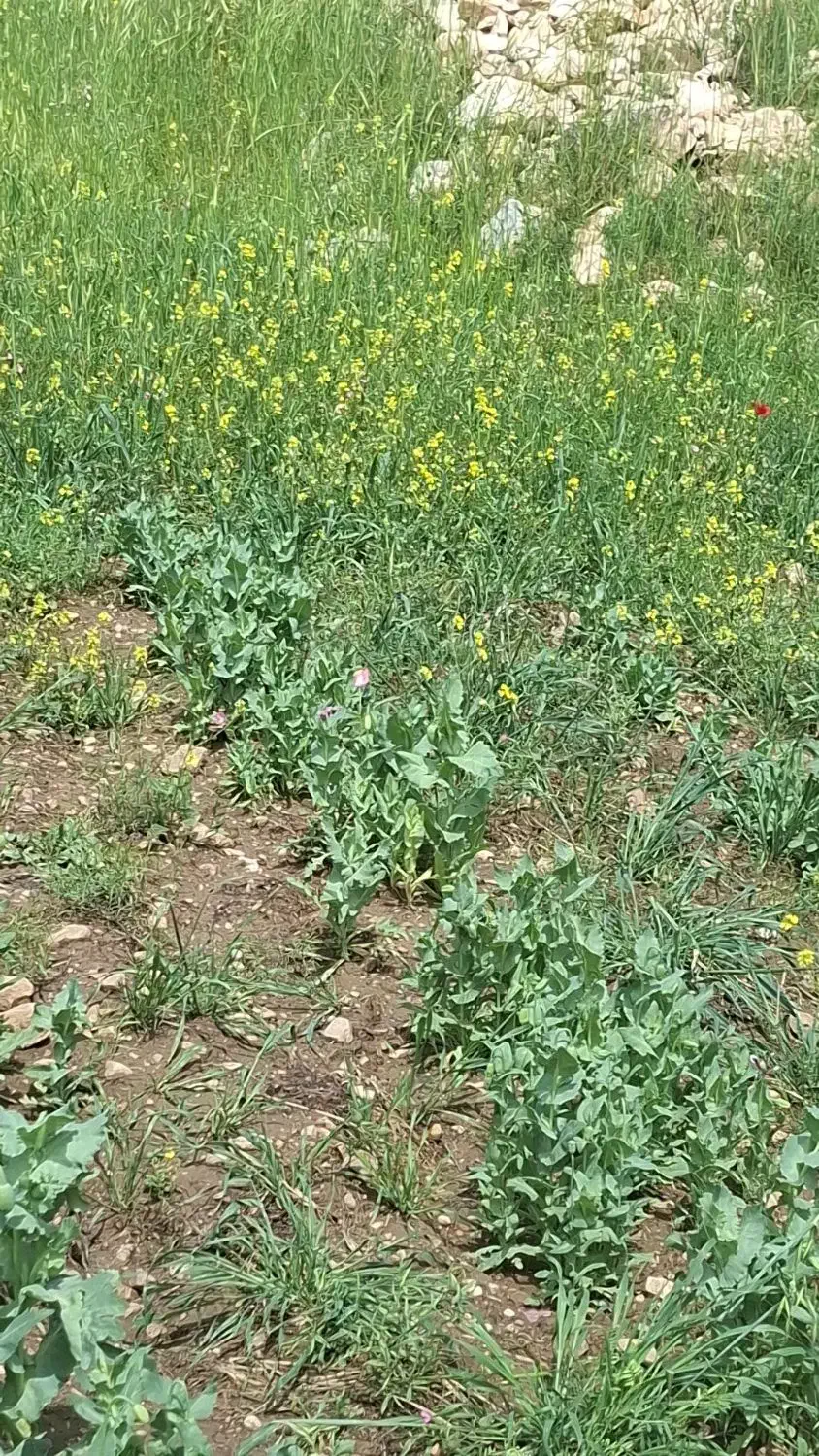 زمین کشاورزی