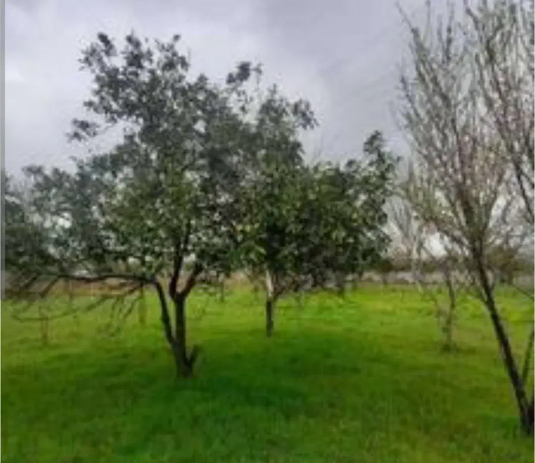 ۲۰۰۰ متر باغ برای فروش