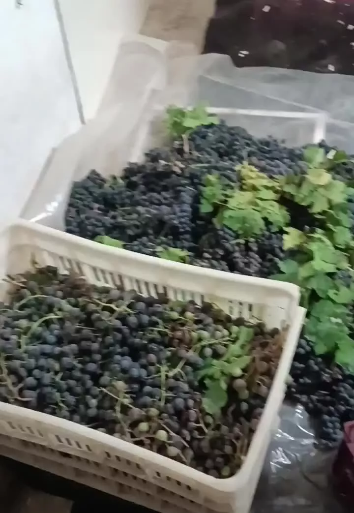 باغ انگور روستای عمیداباد