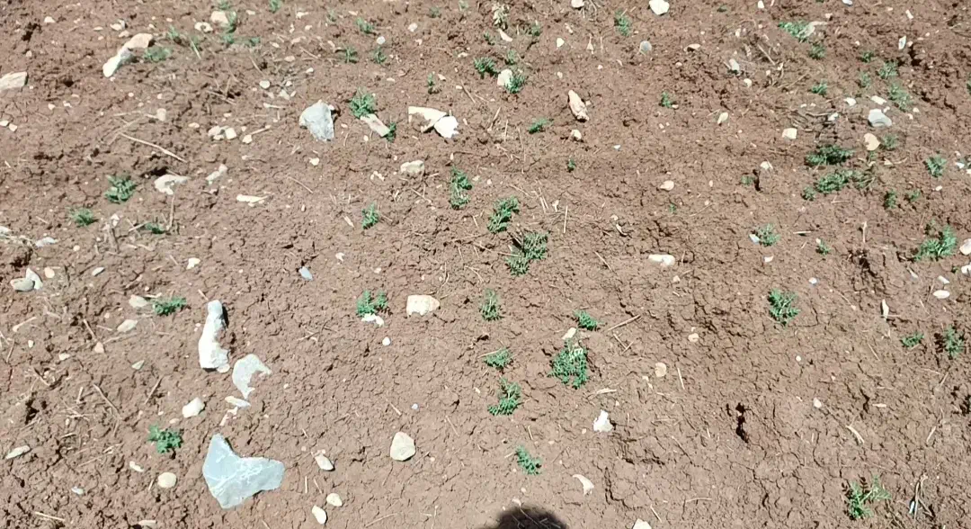 فروش نخود سرپایی