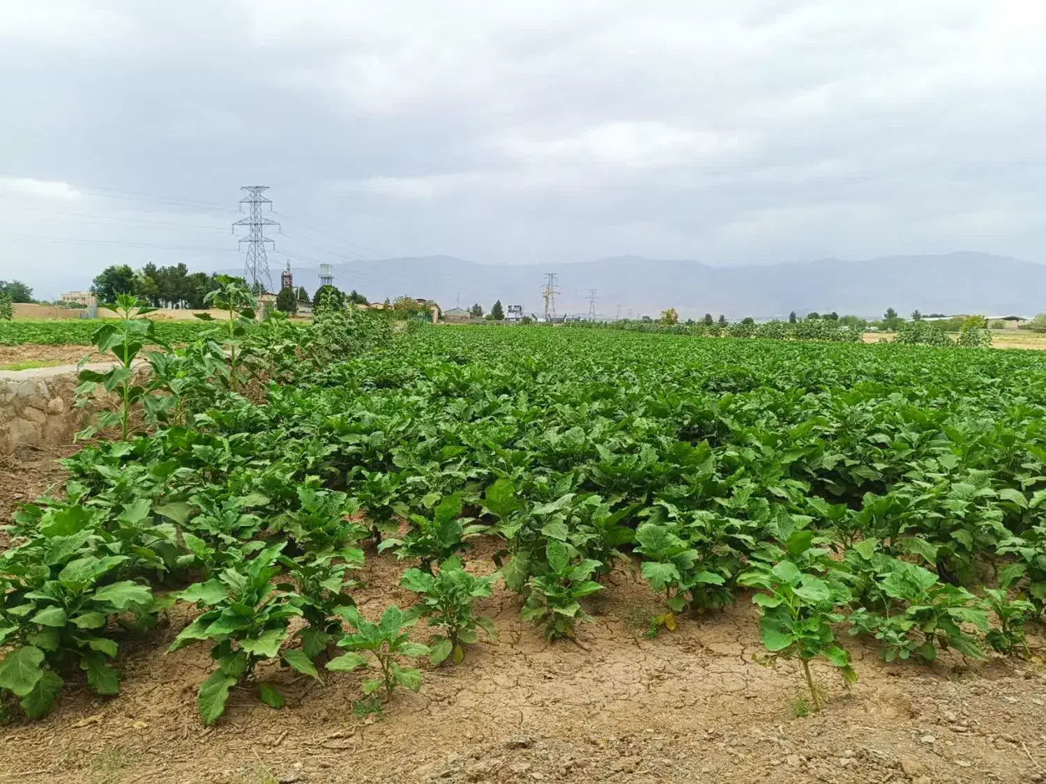 تهاتر زمین کشاورزی