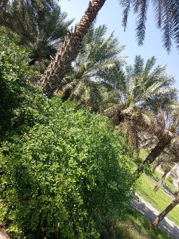 فروش زمین مسکونی بیکاه