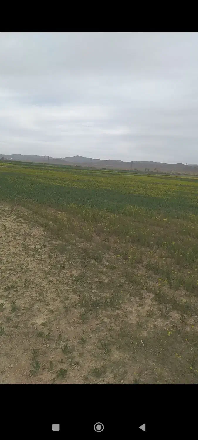 زمین کشاورزی باغی