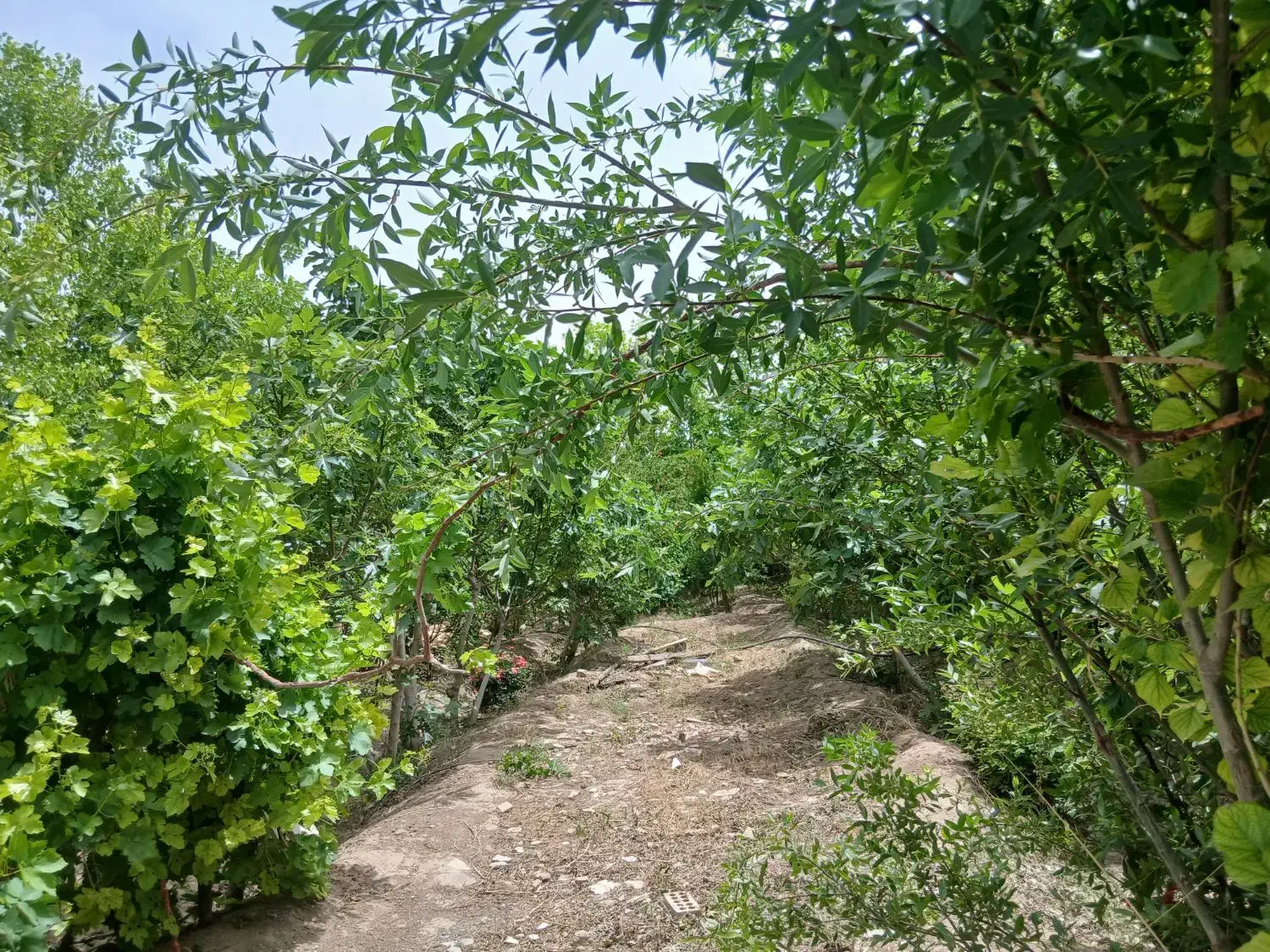 ۴۰۰ متر باغچه چهار دیواری
