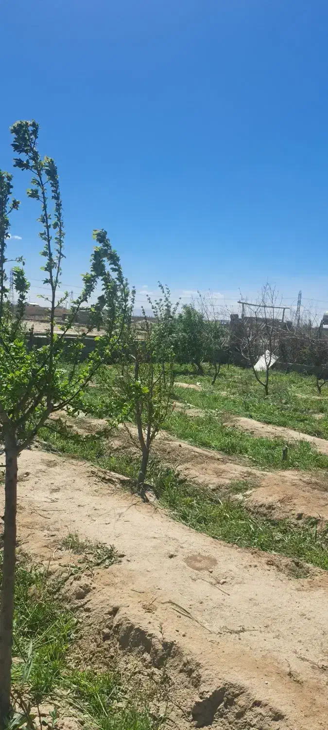 باغچه ۵۰۰متری