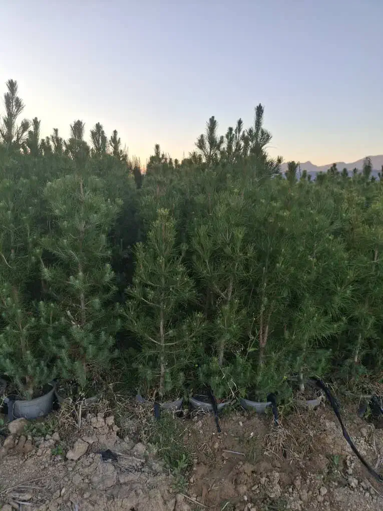 زمین جهت ساخت خانه روستایی