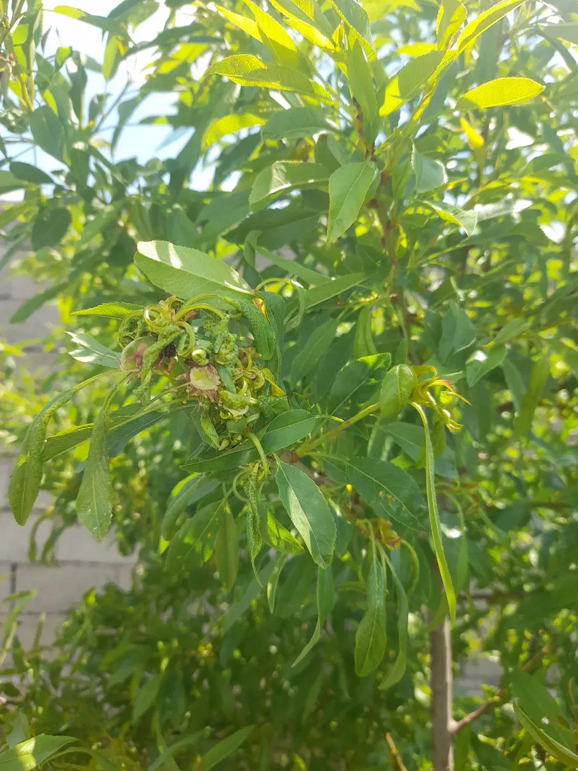باغ