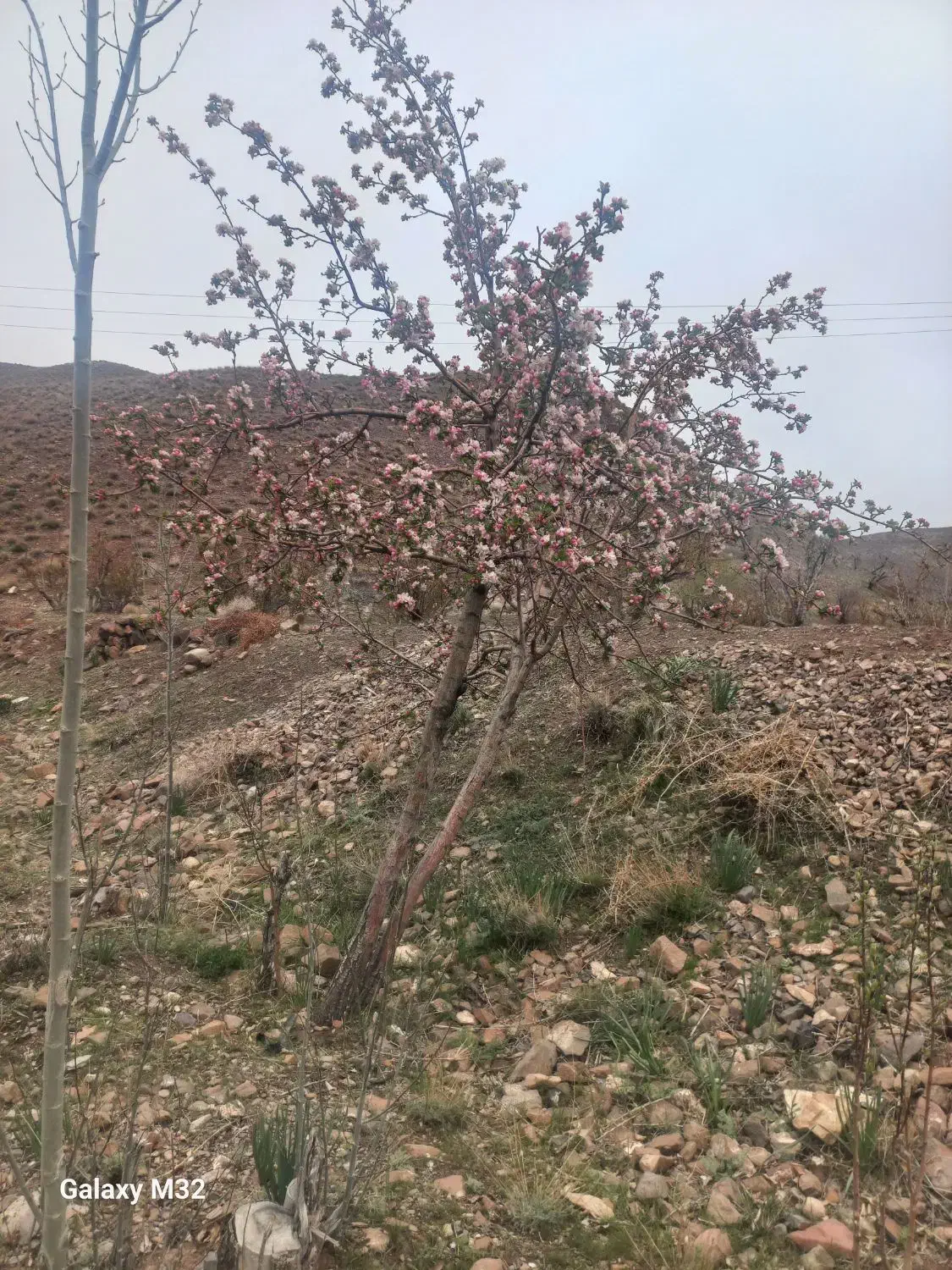 زمین کلاته بجدی