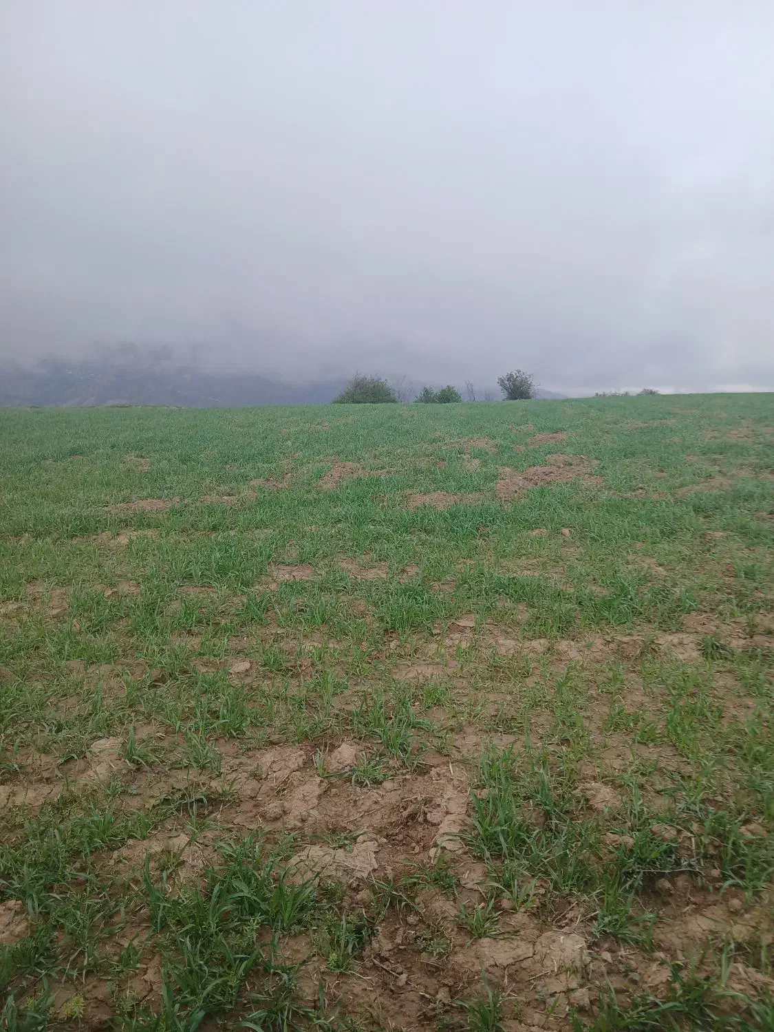 زمین در هشت کیلومتری کمربندی جاده کیاسر
