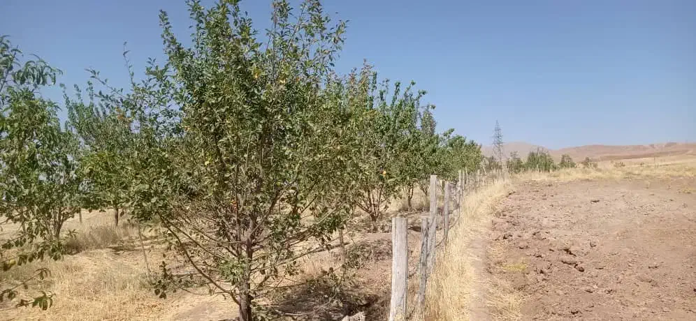 زمین کشاورزی