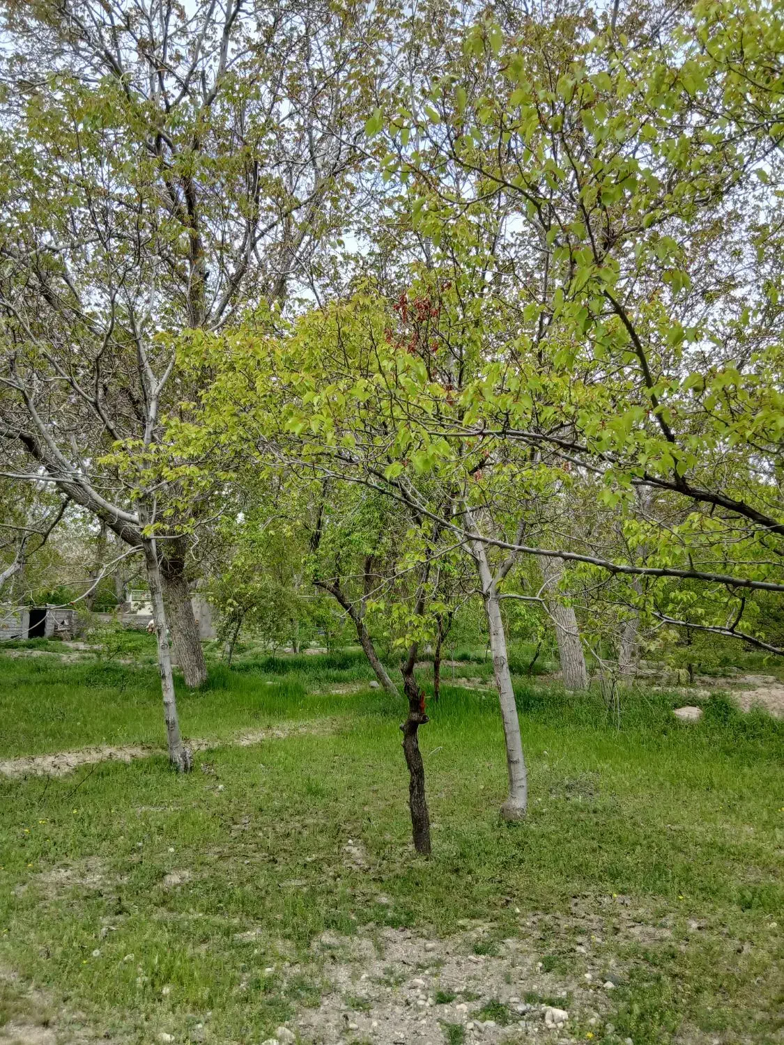 باغ ۳۰۰۰ متری ششدانگ داخل محدوده با تمام امکانات
