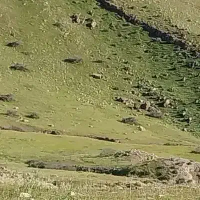 زمین طرح هادی در سرطاف