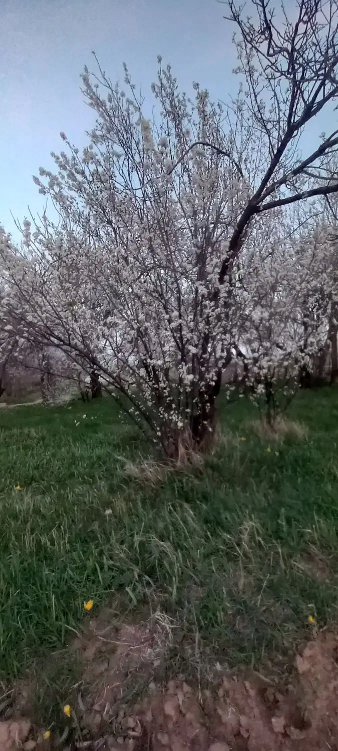 ۵۰۰۰ متر مربع زمین کشاوززی با یک ساعت اب چاه عمیق