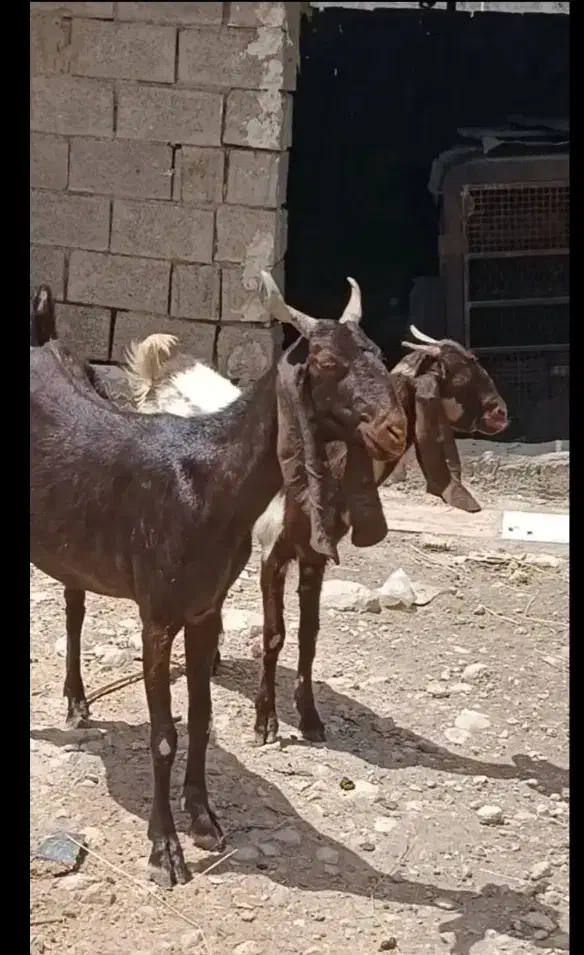 دامداری در شهرک دامداران شیراز