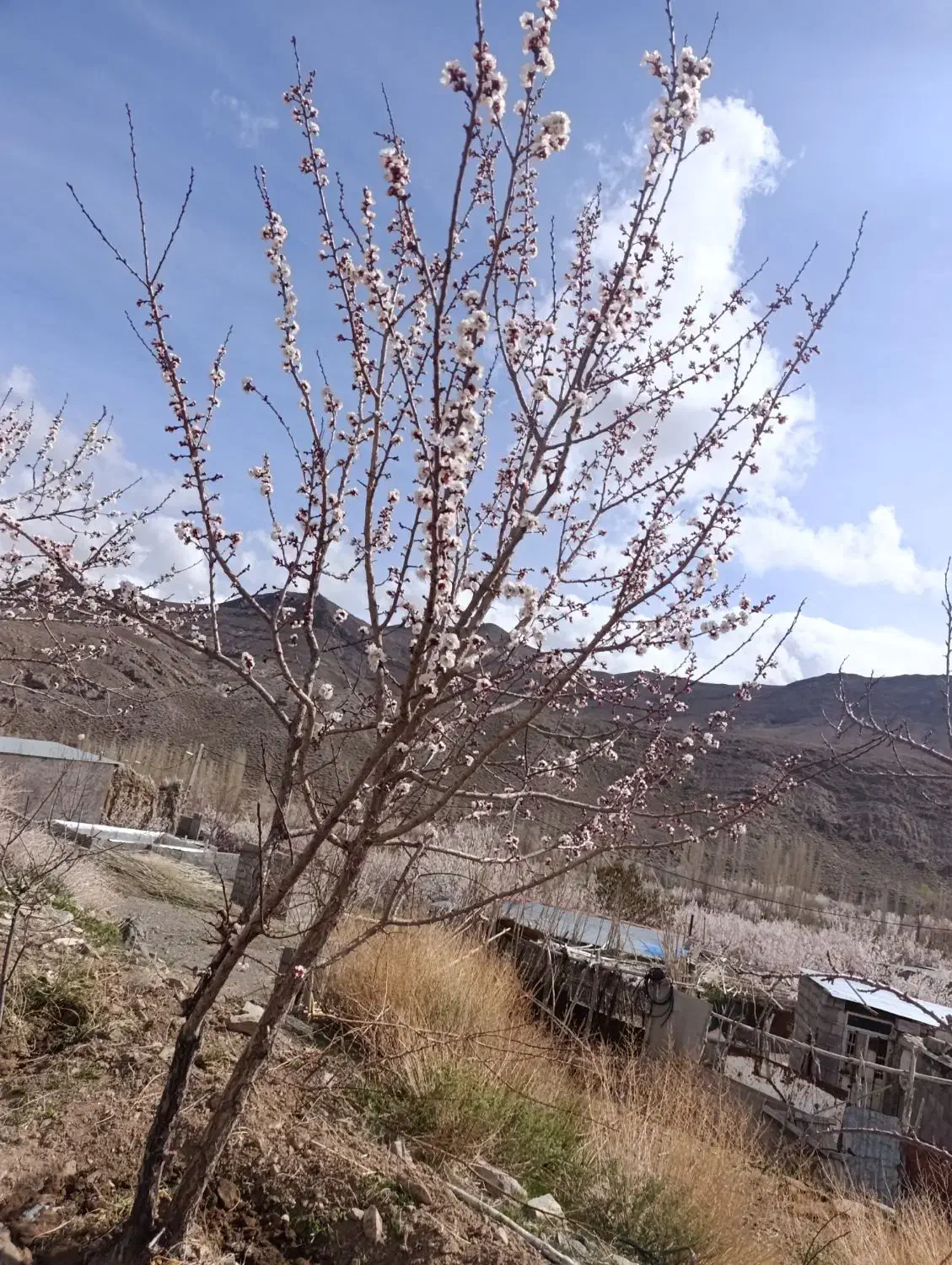 زمین فروشی بردسیر