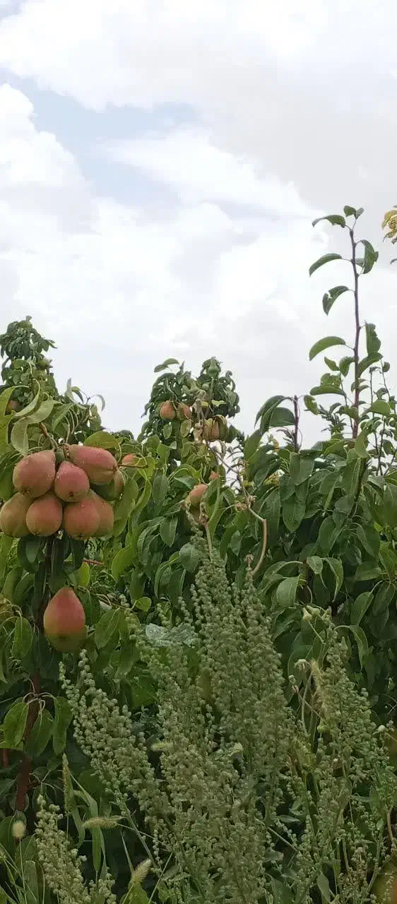 فروش باغ