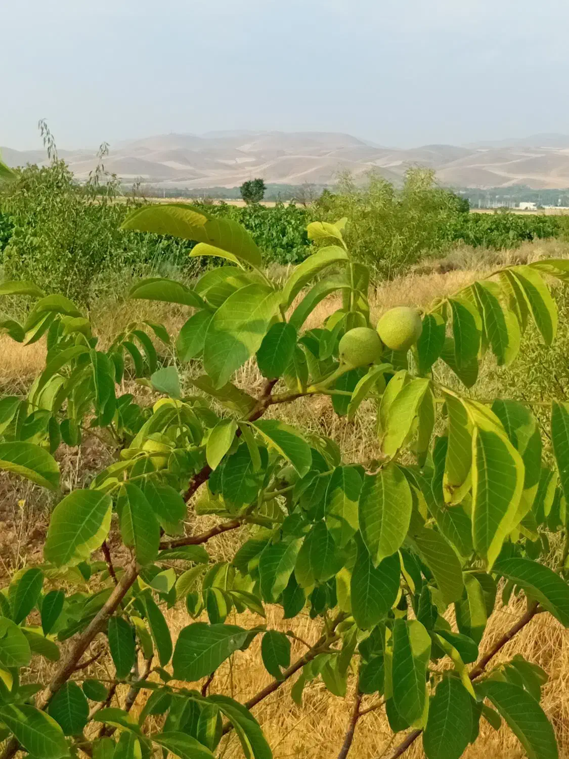 باغ شخصی ۵۰۰۰متر لب لب اتوبان زنجان تهران