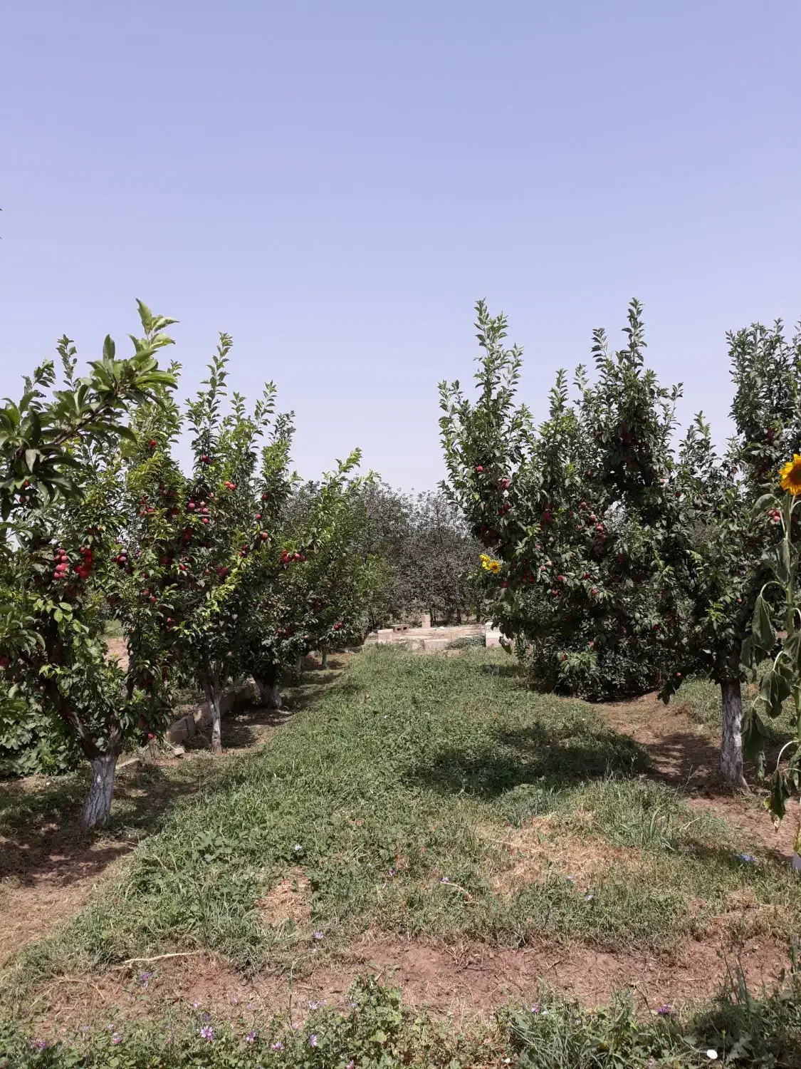 باغ در قدیم آباد