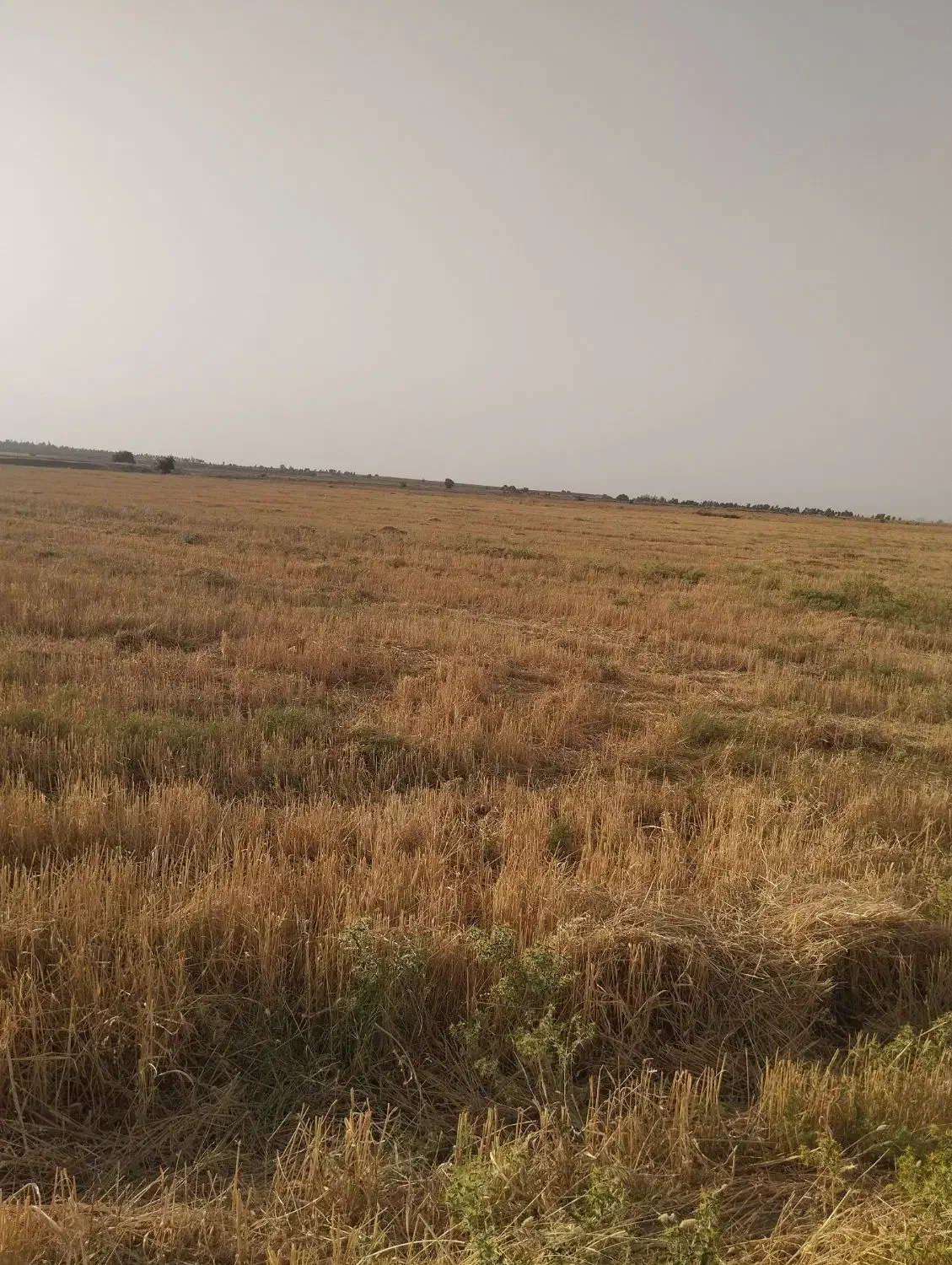زمین کشاورزی