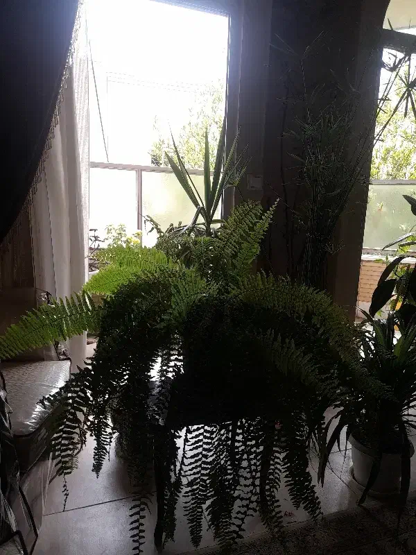 آپارتمان همکف
