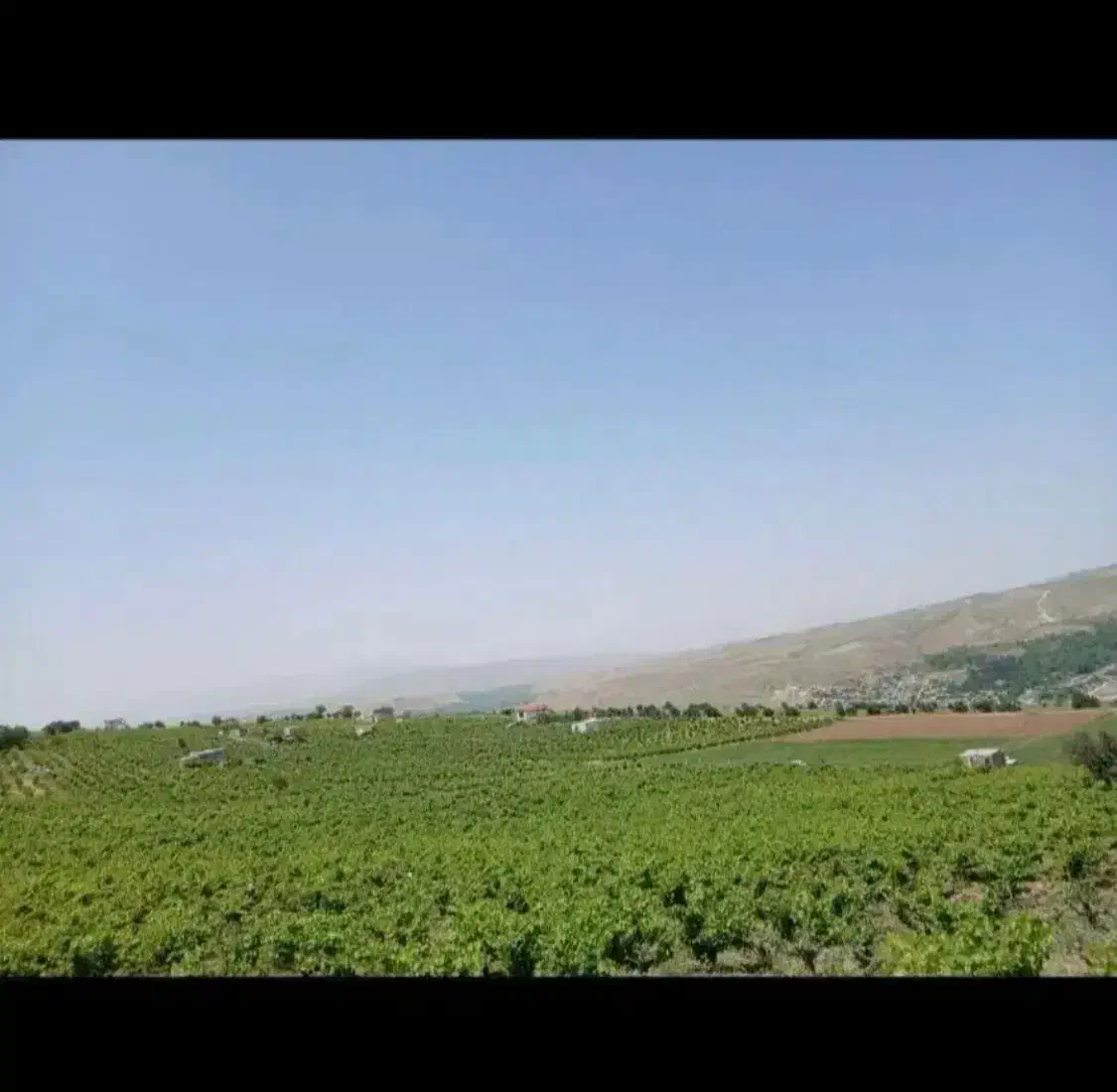 باغ انگور