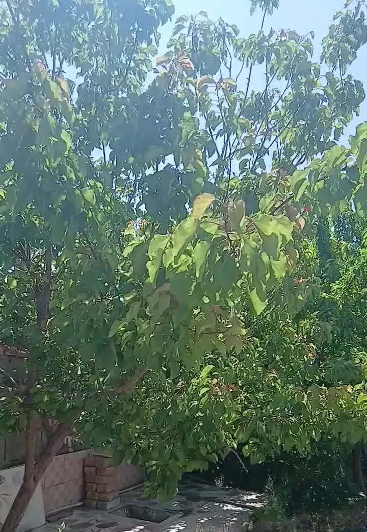 خانه باغ دوکله  گلزار کرمان