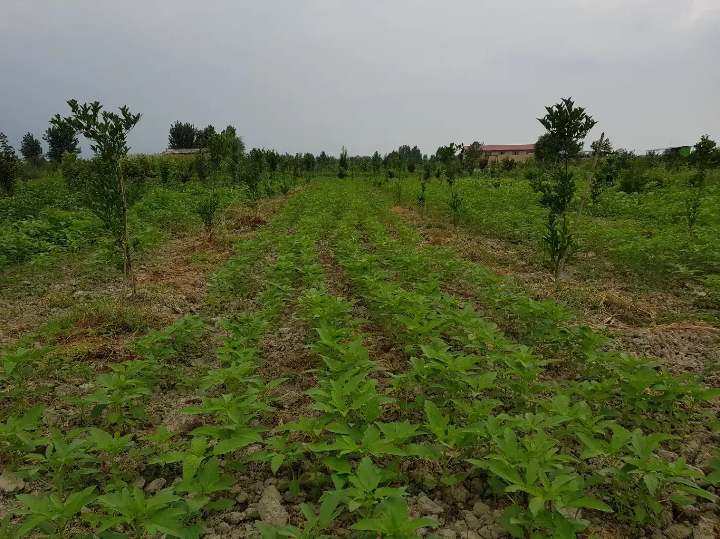 زمین مسکونی چهارده چسبیده به بافت