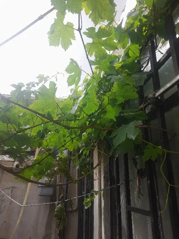 اجاره خانه ویلایی