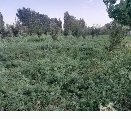 باغ ب متراژ ۱۰۰۰متر